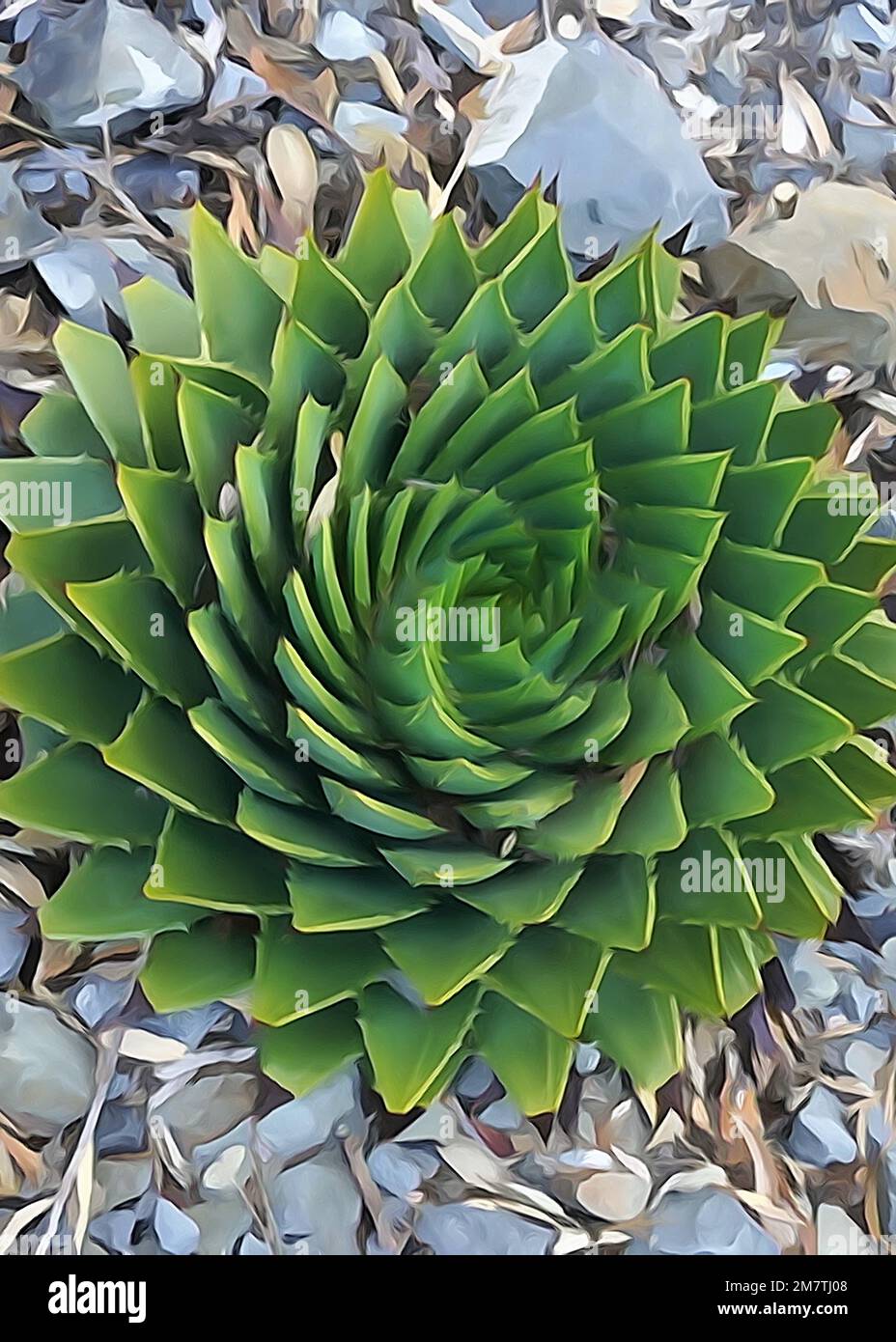 Hochwinklige, wasserfarbene Ansicht eines Spiralkaktus in der Kamera Stockfoto