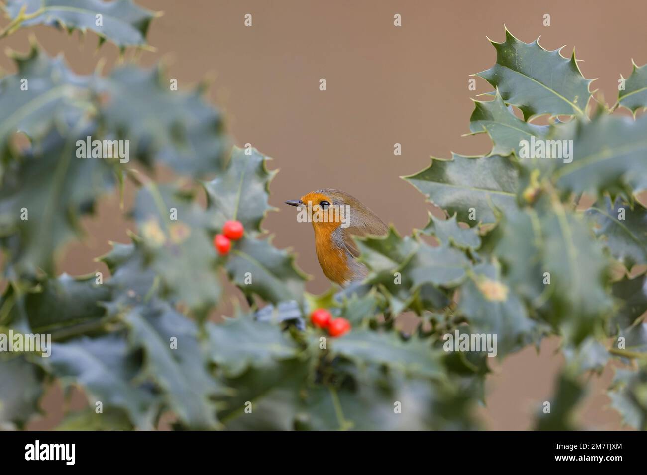 European Robin Erithacus rubecula, Erwachsener hoch oben auf Holly Ilex aquifolium, Suffolk, England, Dezember Stockfoto