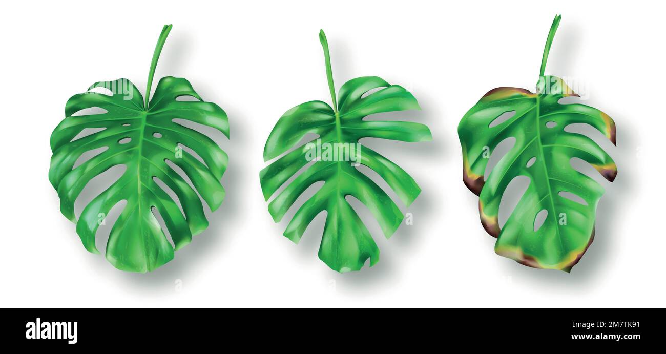 Tropische grüne Monstera Blätter auf weißem Hintergrund Vektorsatz. Wunderschönes botanisches isoliertes Designelement, tropische Dschungelpalmenpflanze, exotisches Philodendron, frisches und trockenes Blatt in realistischem Stil Stock Vektor