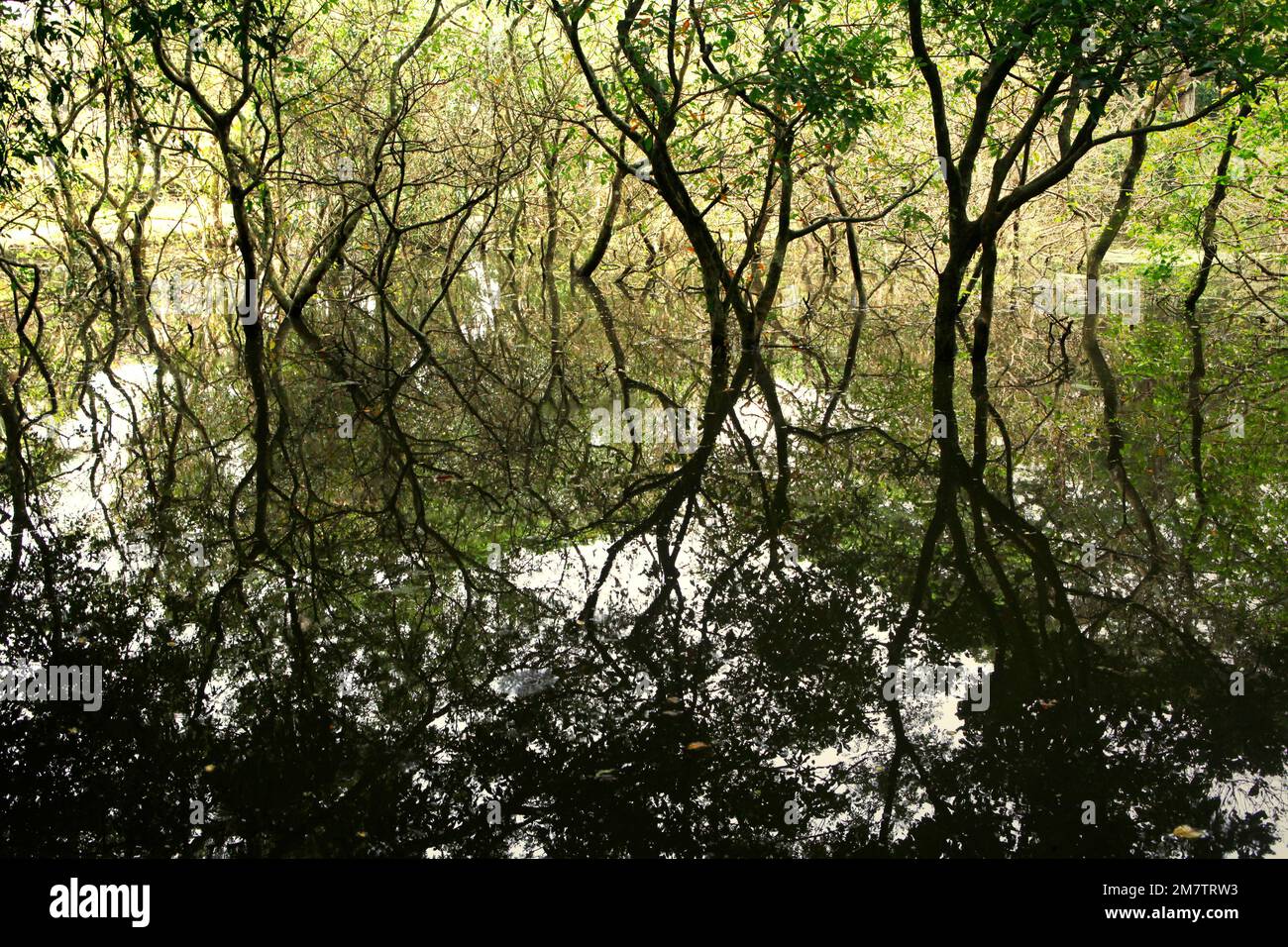 Ein Sumpf, der aus einem alten Reservoir in der Förderzone von Angkor Wat in Siem Reap, Kambodscha, stammen könnte. Teiche, Kanäle und Stauseen im Archäologischen Park von Angkor wurden gebaut, um eine alte Zivilisation des Khmer-Reiches zu unterstützen. Die größte und bevölkerungsreichste Stadt der Welt, in der bis zu 900.000 Menschen lebten, bis Kriege und Klimakatastrophen im 14. Und 15. Jahrhundert sie zur Aufgabe gezwungen hatten. Stockfoto