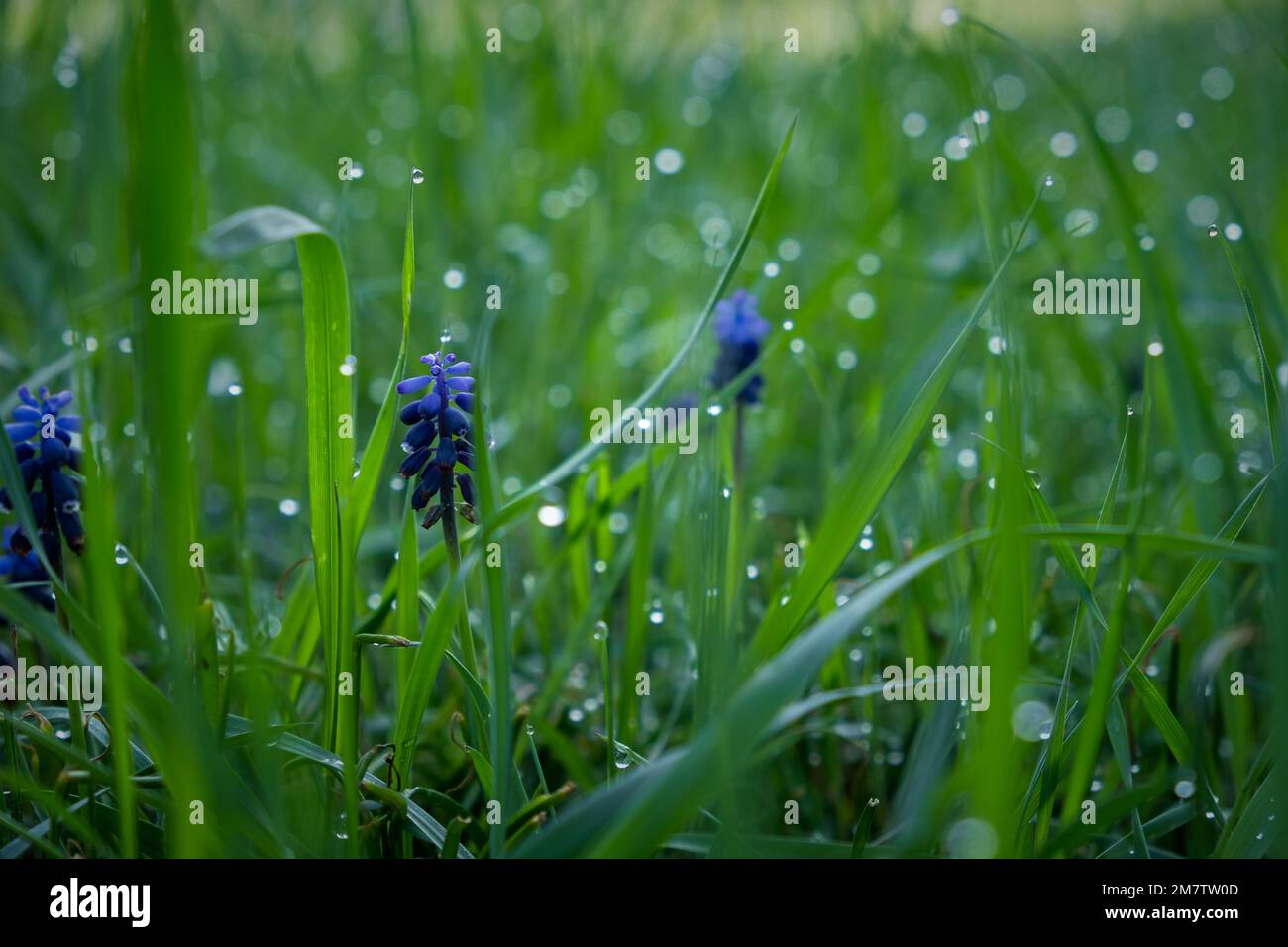 Taufgras am frühen Morgen. Schöne smaragdfarbene Sommergras. Abstrakter natürlicher Hintergrund, wunderschönes Bokeh. Das Konzept der Frische Stockfoto