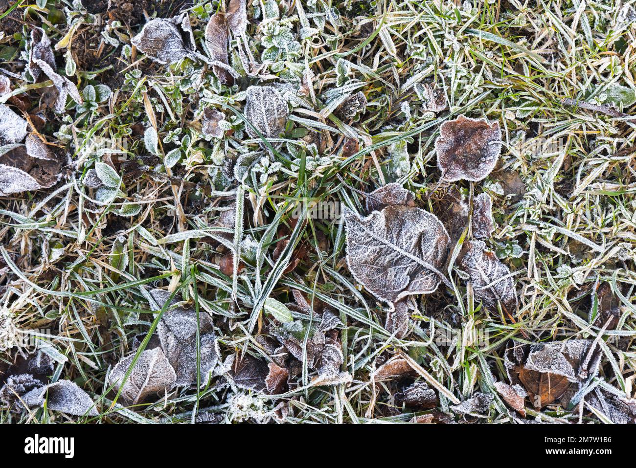 Gefrorenes Gras und Blätter auf Herbstwiesen, natürlicher Fotohintergrund Stockfoto