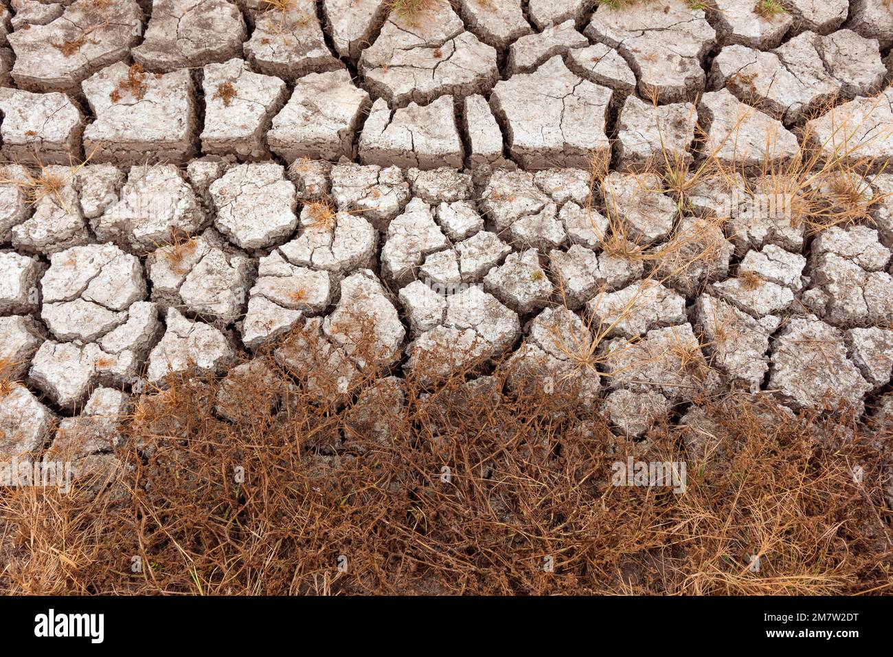 Pflanzen sterben auf gerissenem Boden ab. Von Dürre, globaler Erwärmung und Verschmutzung. Blickwinkel von oben. Stockfoto