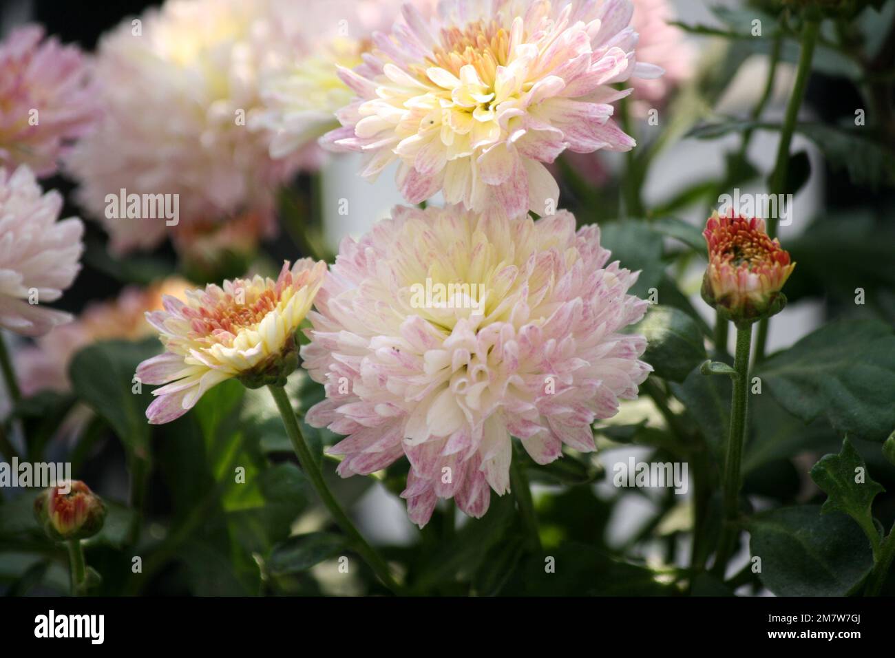 Weißes Chrysanthemum (verbesserter Appleblossom) mit rosafarbenen Blütenblättern: (Pix Sanjiv Shukla) Stockfoto