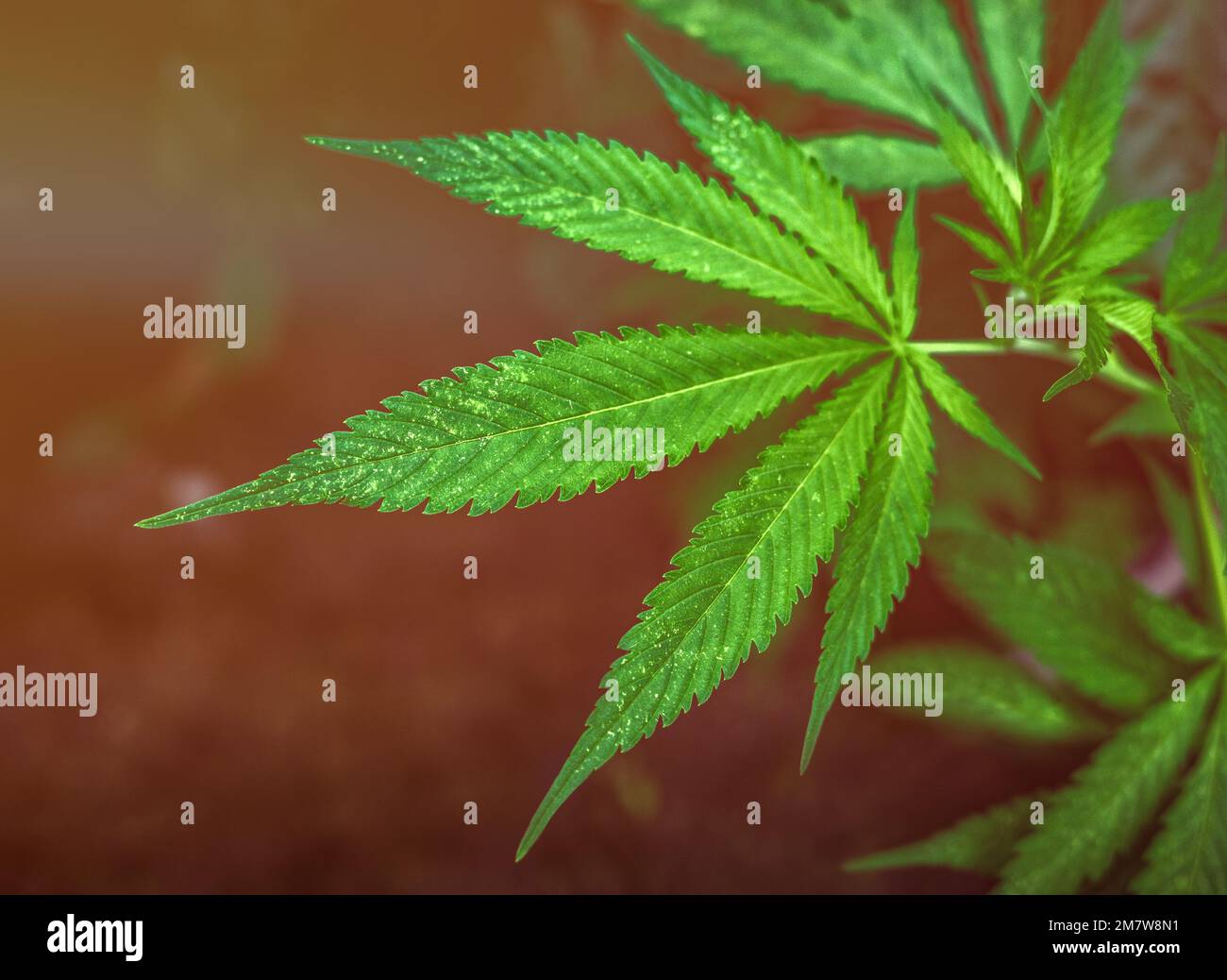 Marihuanablätter unter rotem LED-Licht-Kultivierung von Cannabis für medizinische Zwecke. Stockfoto