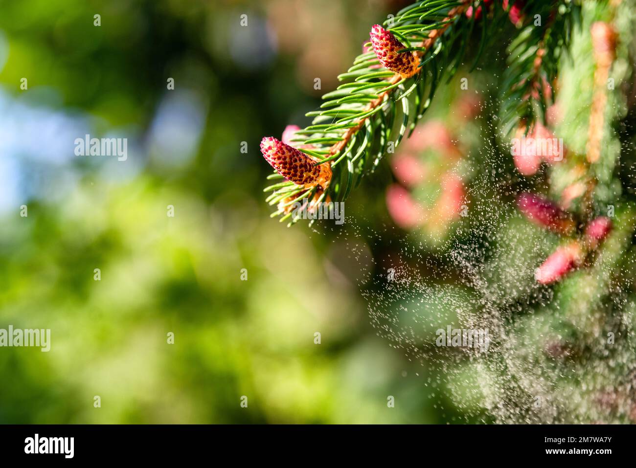 Hintergrund der Baumpollen im Frühjahr. Allergiesaison Stockfoto