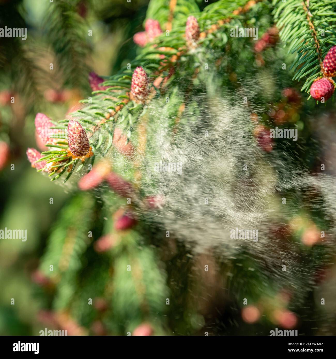 Wolkenpollen von Bäumen. Allergiesaison Stockfoto