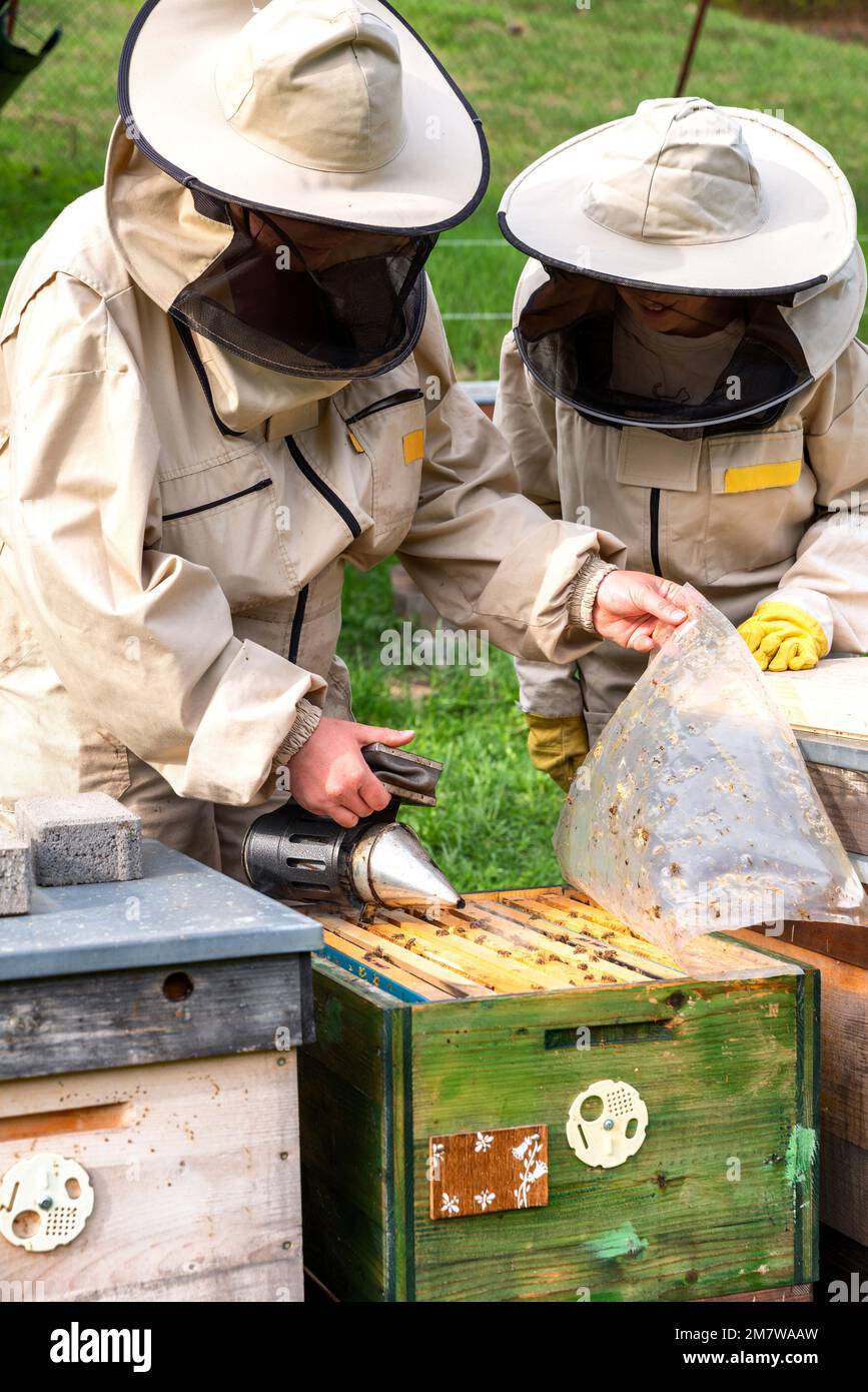 Imker auf Imker. Imker arbeiten mit Bienen und Bienenstöcke mit Rauchern. Stockfoto