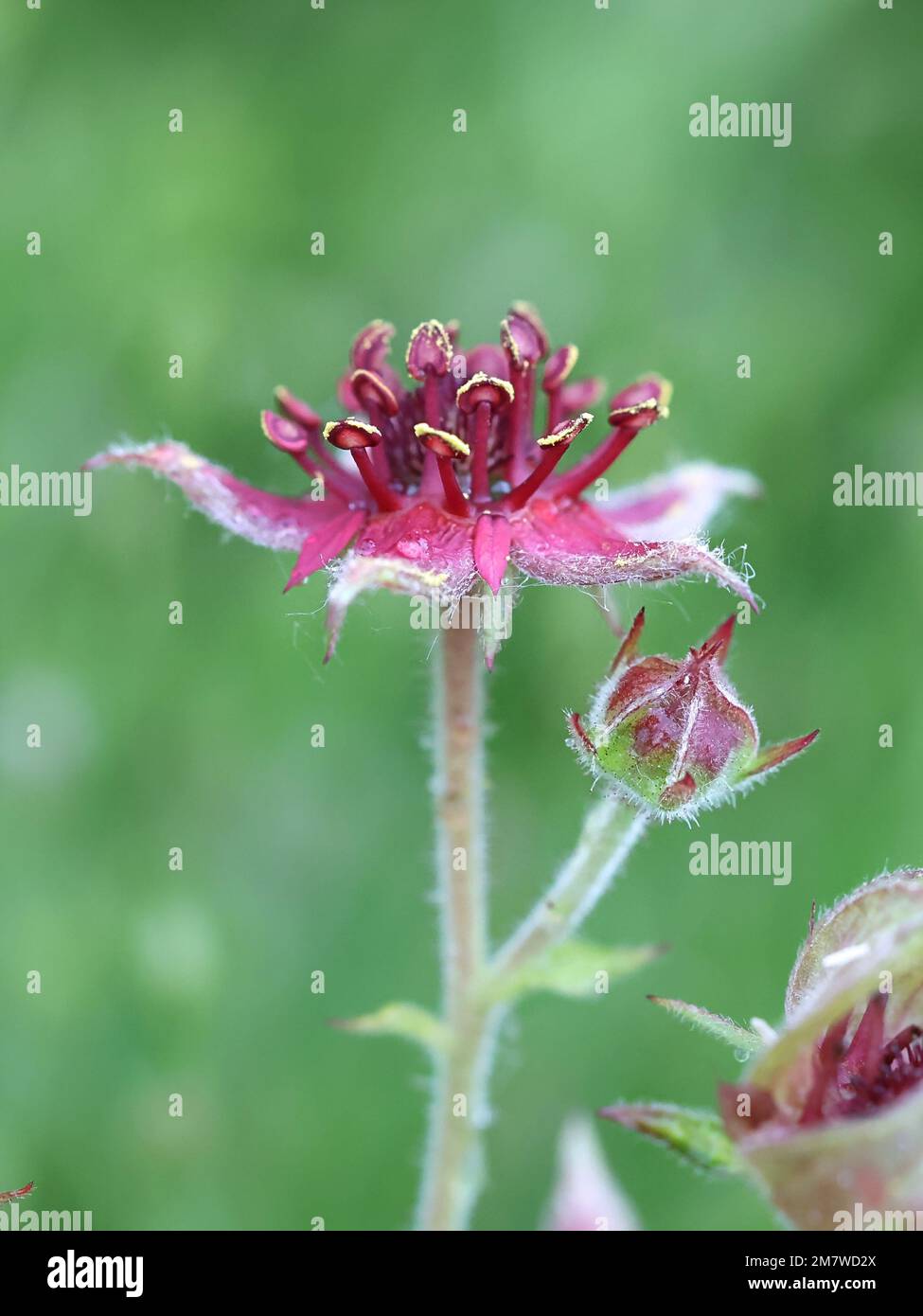 Marsh Cinquefoil, Comarum palustre, auch bekannt als Purple Marshlocks oder Swamp Cinquefoil, Wildblume aus Finnland Stockfoto