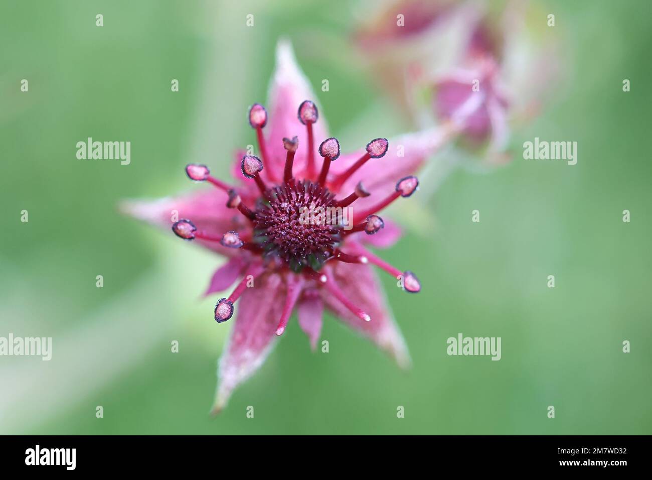 Marsh Cinquefoil, Comarum palustre, auch bekannt als Purple Marshlocks oder Swamp Cinquefoil, Wildblume aus Finnland Stockfoto