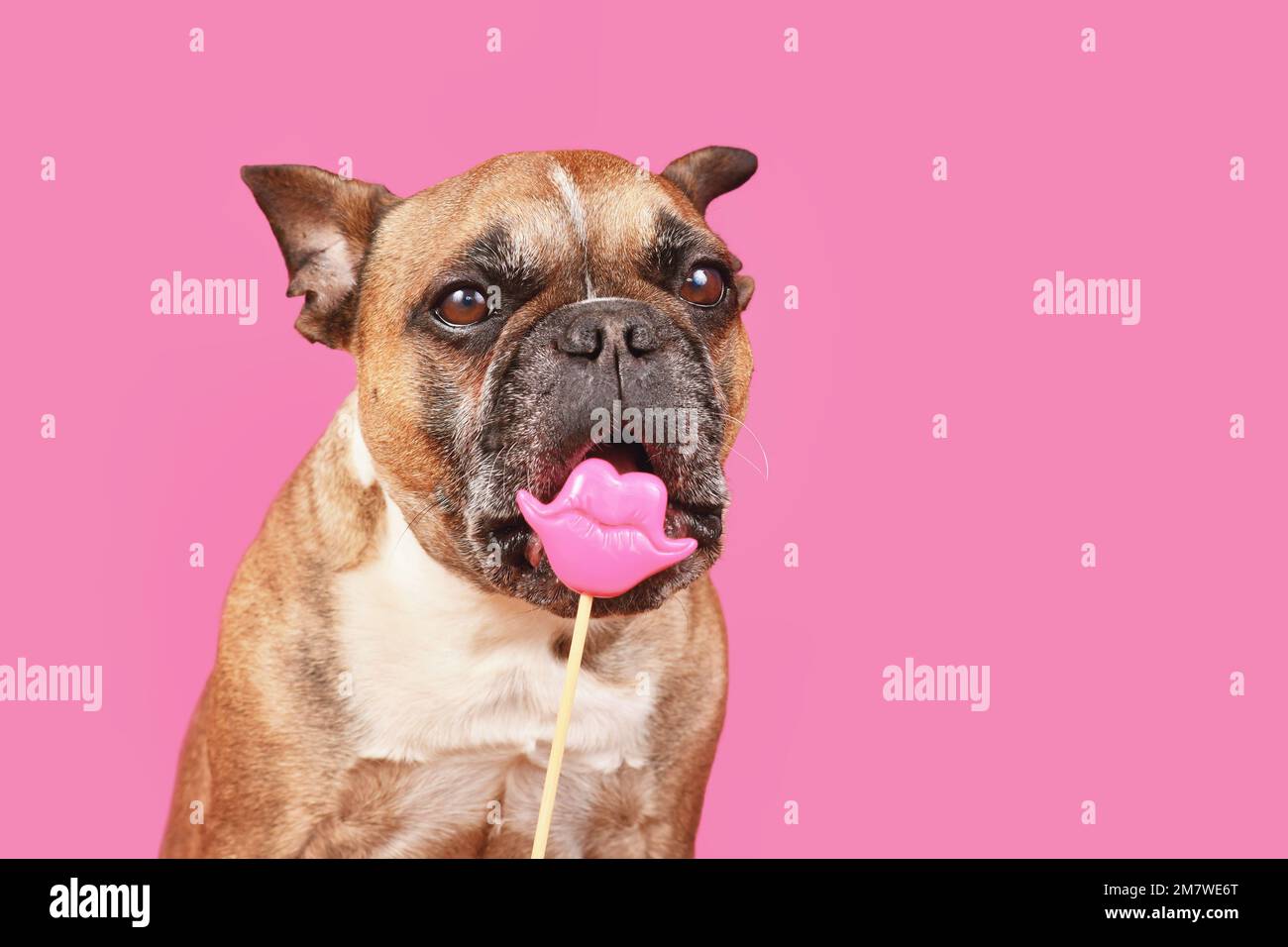 Lustiger französischer Bulldog, der versucht, Valentinstag-Kuss-Lippen-Fotoauflage vor pinkfarbenem Hintergrund zu essen Stockfoto