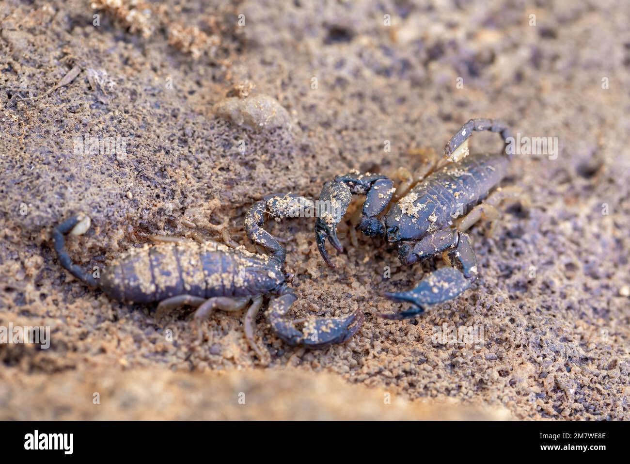 Opisthacanthus ist eine Gattung von Skorpionen in der Familie Hormuridae, Insekten im Isalo-Nationalpark, Madagaskar Wildtiere Stockfoto