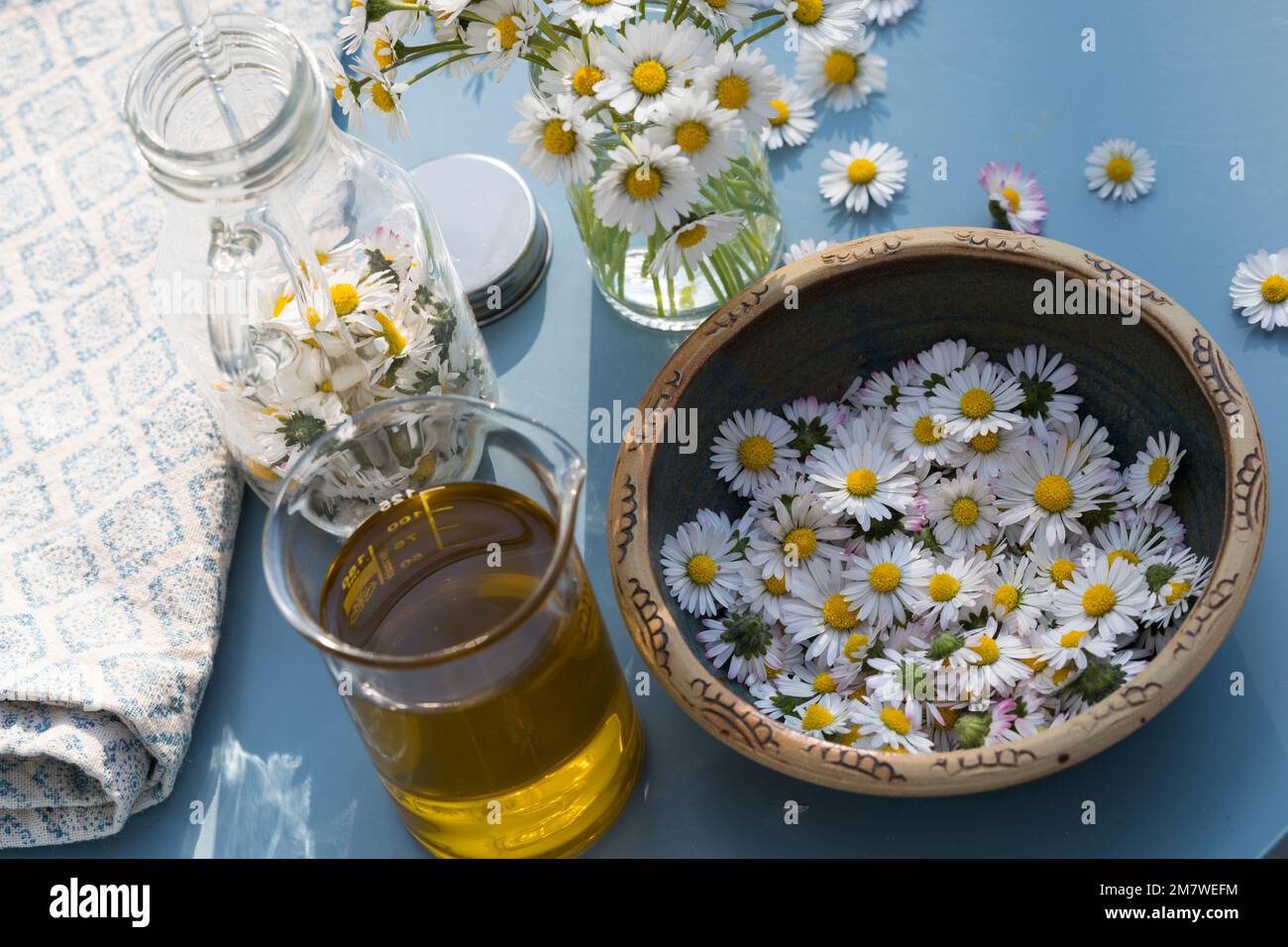 Gänseblümchen-Öl, Gänseblümchenöl, Blüten vom Gänseblümchen werden in Öl eingelegt, ausgezogen, Auszug aus Gänseblümchen-Blüten, Ölauszug, Heilöl, Aus Stockfoto