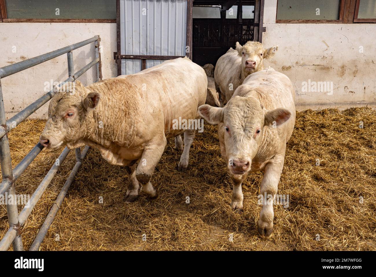 Charolais Rinderkälber in einem Futterhof Stockfoto