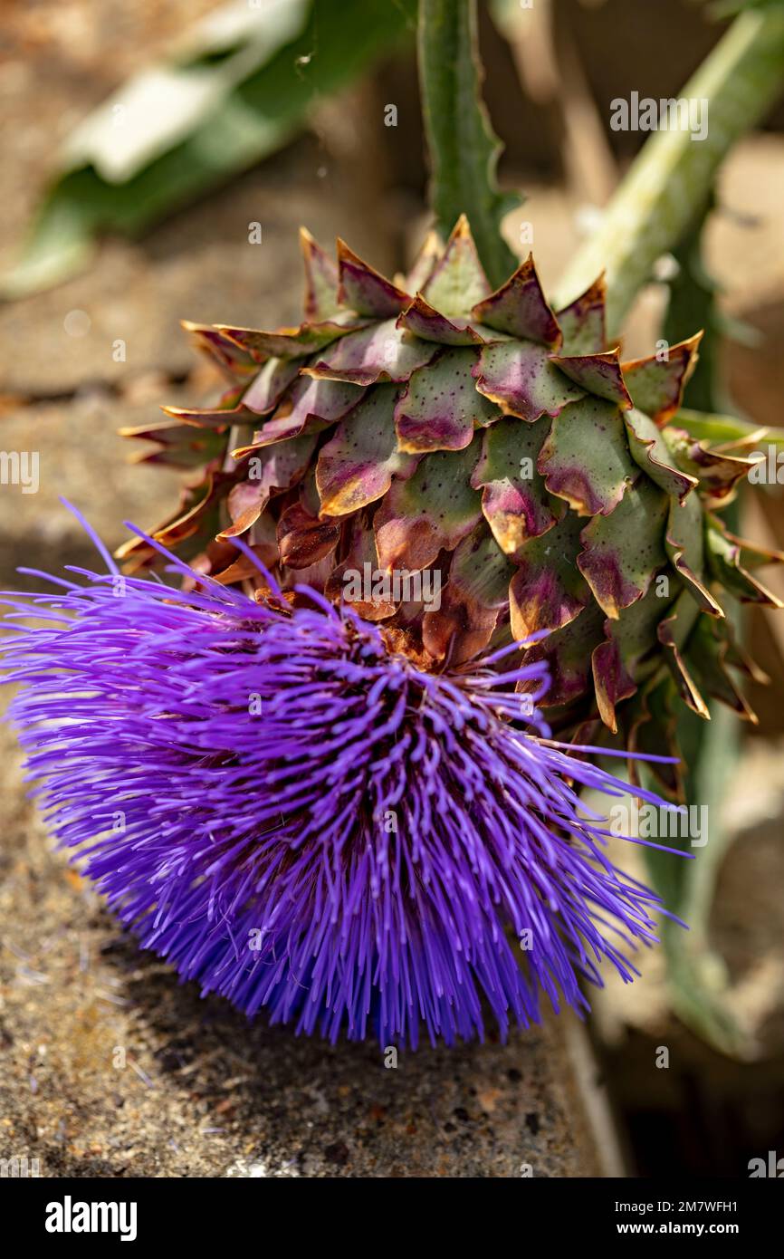 Herrschaftlicher Cardoon, Cynara Cardunculus, Artischockendistel, in guter Sonne. Natürliches, farbenfrohes Porträt mit Gartenblumen aus der Nähe Stockfoto