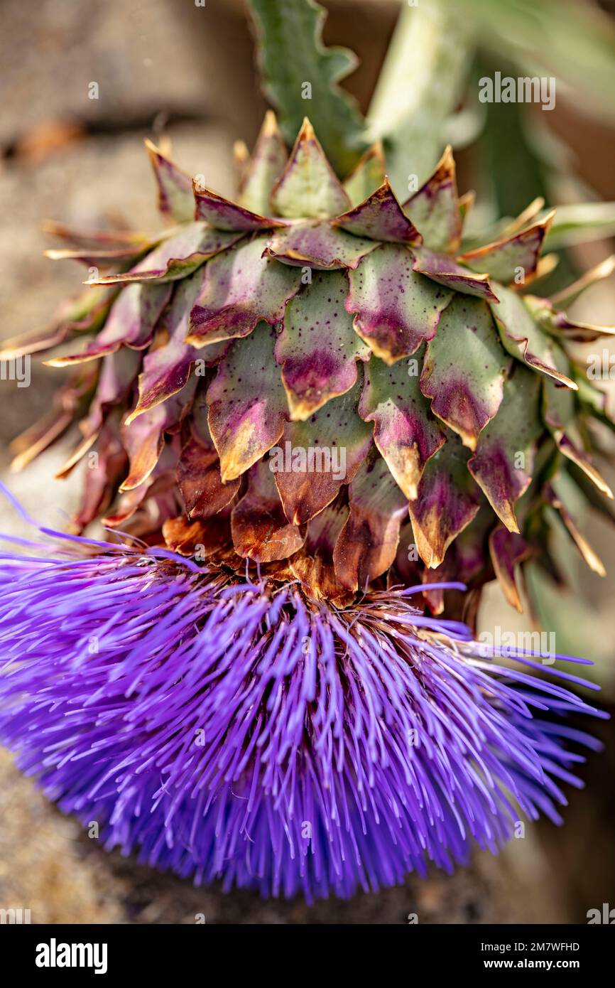 Herrschaftlicher Cardoon, Cynara Cardunculus, Artischockendistel, in guter Sonne. Natürliches, farbenfrohes Porträt mit Gartenblumen aus der Nähe Stockfoto