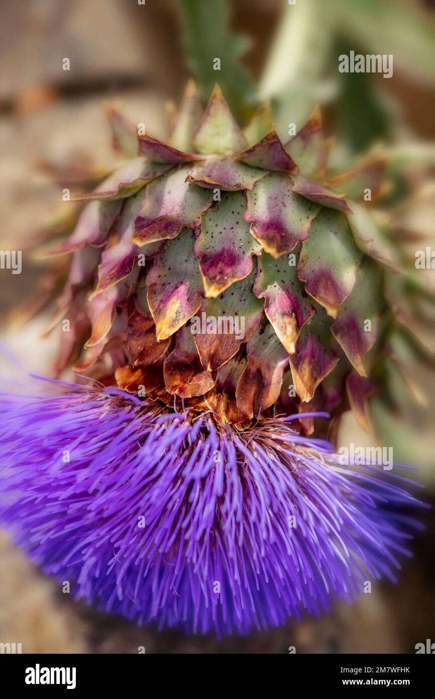 Herrschaftlicher Cardoon, Cynara Cardunculus, Artischockendistel, in guter Sonne. Natürliches, farbenfrohes Porträt mit Gartenblumen aus der Nähe Stockfoto