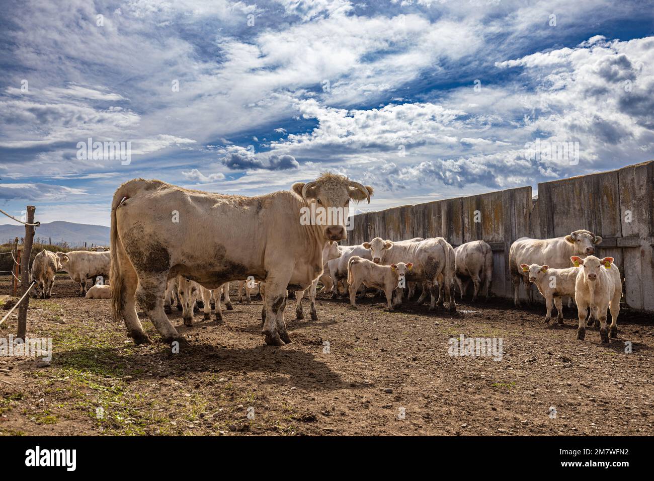 Weiße Kuh mit Kälbern auf dem Hof, süße Charolais-Kuh an einem sonnigen Tag. Stockfoto