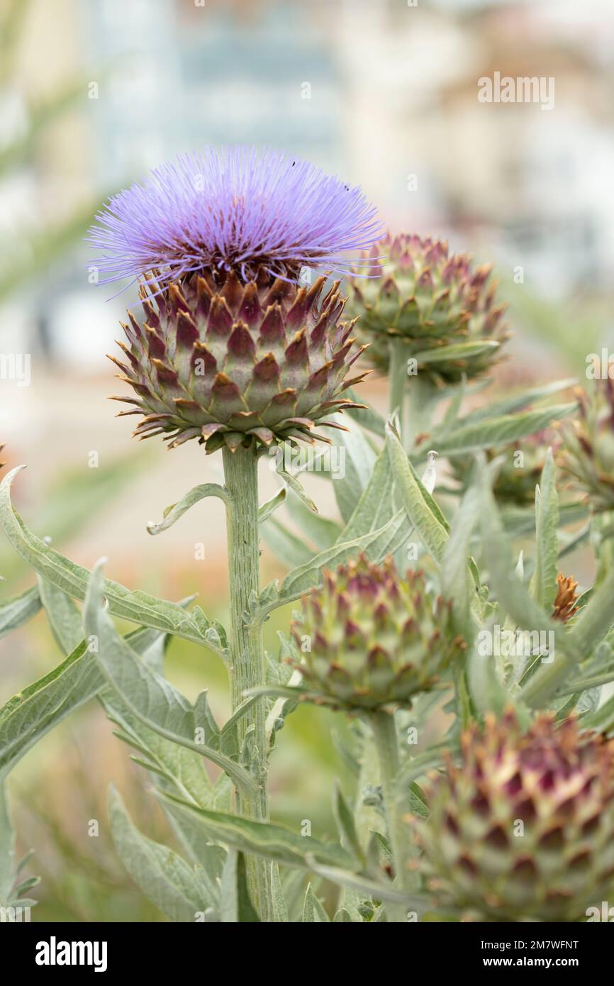 Herrschaftlicher Cardoon, Cynara Cardunculus, Artischockendistel, in guter Sonne. Natürliches, farbenfrohes Porträt mit Gartenblumen aus der Nähe Stockfoto