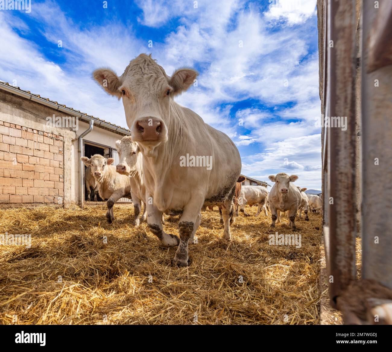 Herde junger Kälber, die in die Kamera schauen Stockfoto