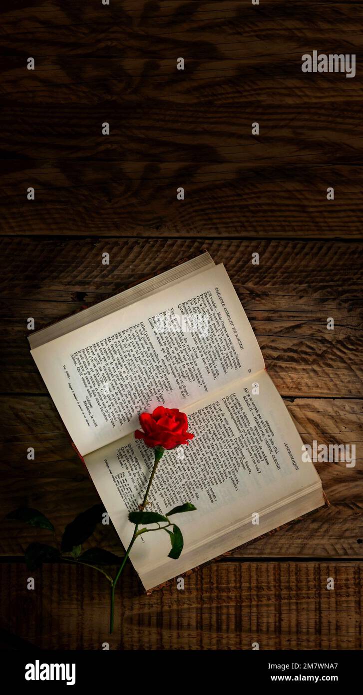 Altes Buch, auf Französisch, offen und mit einer roten Rose auf einer alten Holzplatte. Neuartige Romantik-Buchhülle. Stockfoto