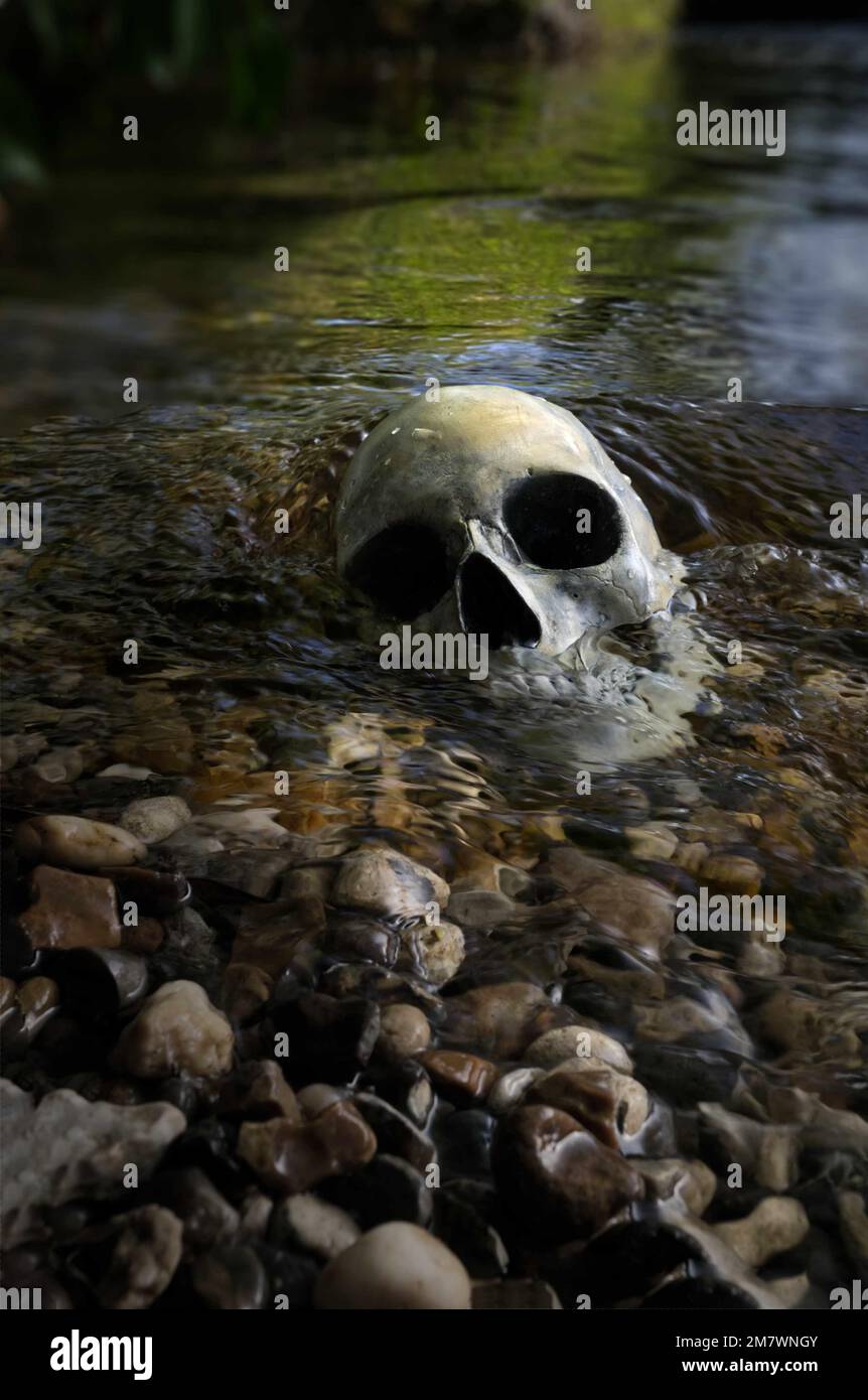 Menschlicher Schädel im Fluss Replica Schädel teilweise am Ufer des Flusses, mysteriöser Mord Thriller Buchumschlag. Stockfoto