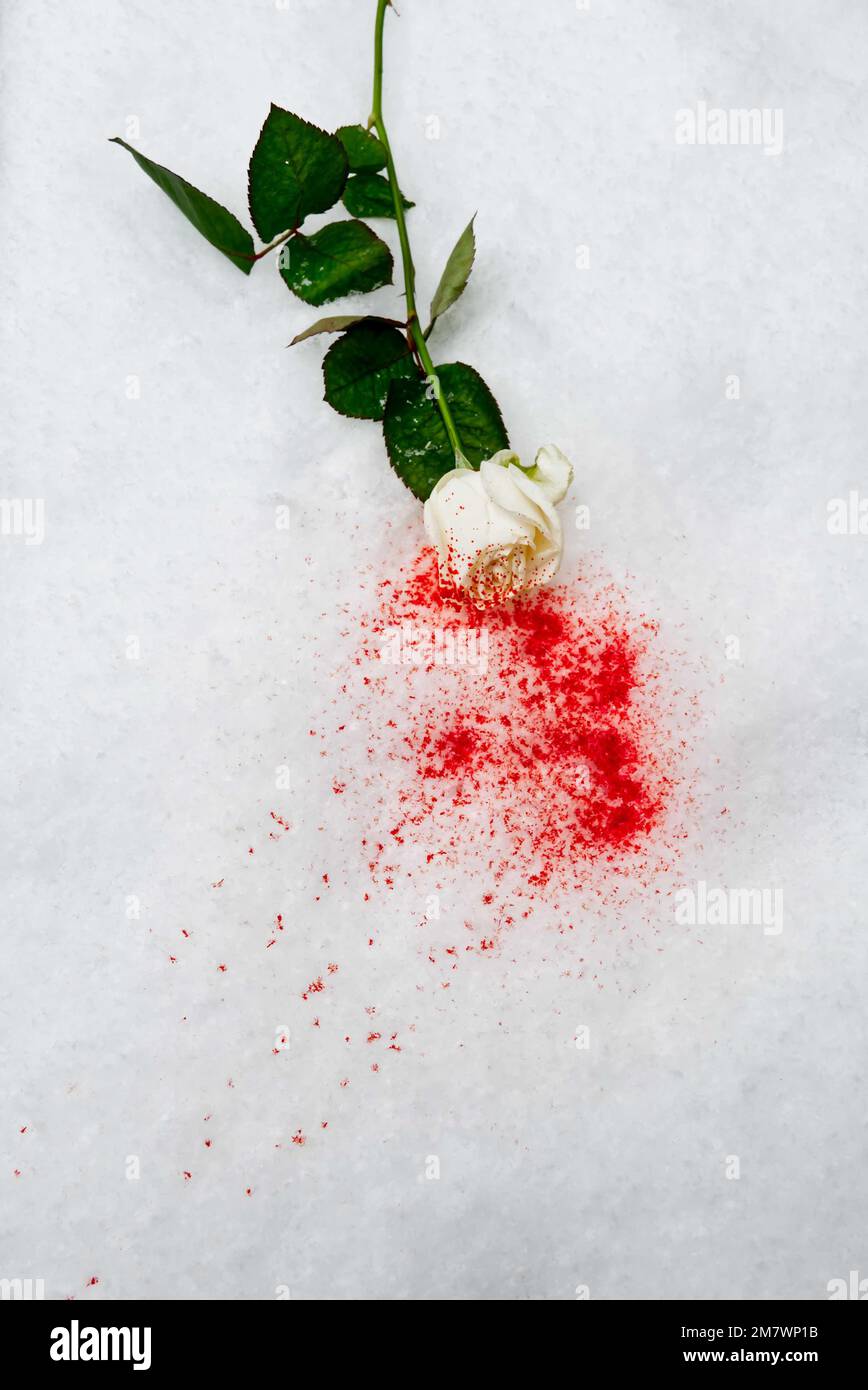 Blutbefleckte weiße Rose im Schnee, mysteriöser Bucheinband-Stil. Stockfoto