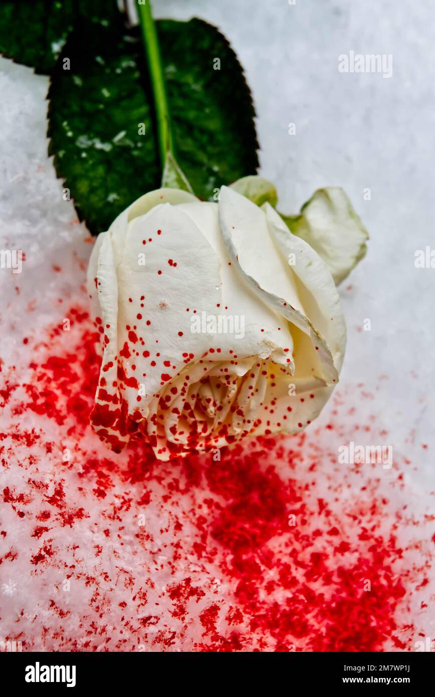 Blutbefleckte weiße Rose im Schnee, mysteriöser Bucheinband-Stil. Stockfoto