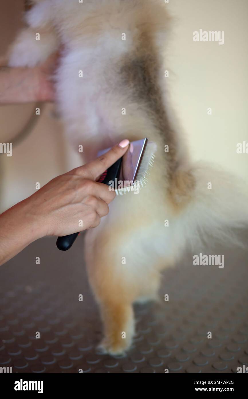 Pommern-Hund, der in der Pet Hairdresser in der Türkei gepflegt wird Stockfoto