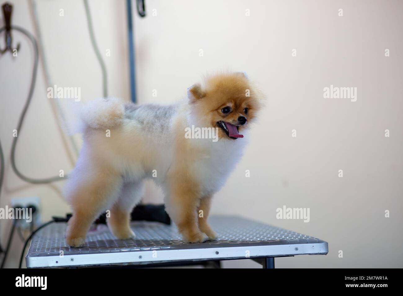 Pommern-Hund, der in der Pet Hairdresser in der Türkei gepflegt wird Stockfoto