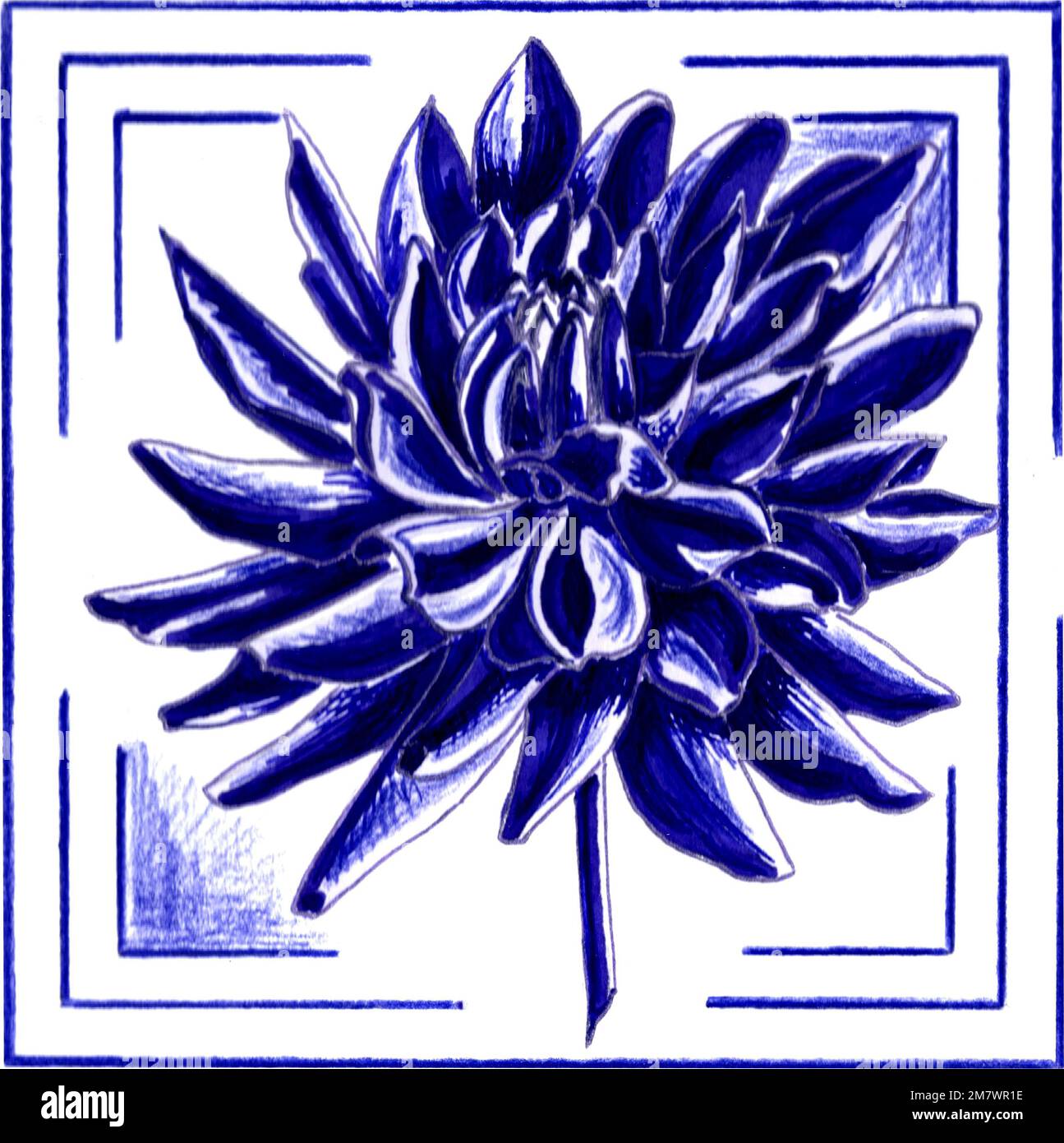 Blau-lila Dahlia in einem Rahmen. Botanische JPEG-Grafik mit Blumenmuster auf weißem Hintergrund. Stockfoto