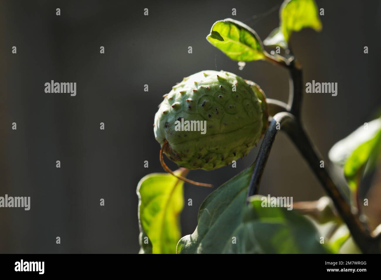 Datura Seed Pod Nahaufnahme. Dornapfel. Jimson-Gras. Datura stramonium. Stockfoto