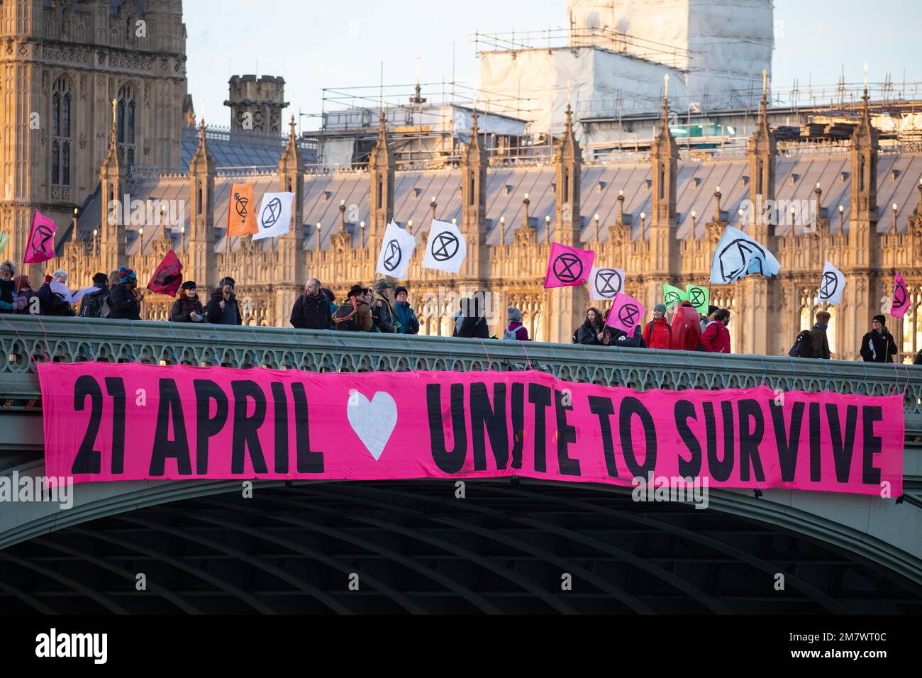 London, Großbritannien. 11. Januar 2023. Klimaschutzaktivisten von der Rebellion lassen ein riesiges Banner mit der Aufschrift „April 21. Unite to Survival“ von der Westminster Bridge fallen. Extinction Rebellion verkündete kürzlich die Neujahrsauflösung, "der Anwesenheit Vorrang vor Festnahme und Beziehungen gegenüber Straßensperren einzuräumen", nachdem die Regierung neue gesetzliche Beschränkungen für Proteste eingeführt hatte. Mit dem Ziel, Unterstützung und kollektive Macht aufzubauen, bevor am 21. April eine Einheit zum Überleben der Aktion stattfindet, an der hoffentlich 100.000 Menschen teilnehmen werden. Kredit: Mark Kerrison/Alamy Live News Stockfoto