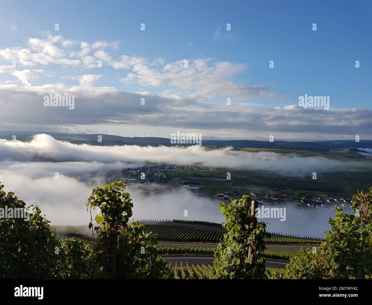 Blick auf die Weinberge im moseltal Stockfoto