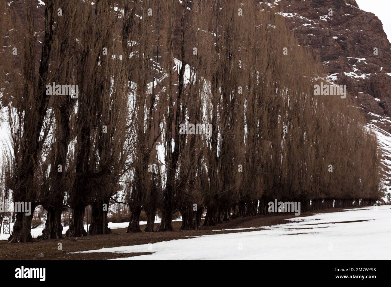 Eine Reihe Pappelbäume in Cajon del Maipo. Chile Stockfoto