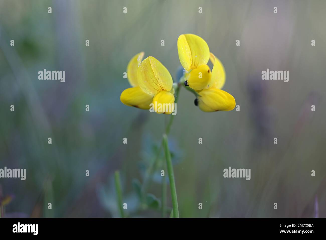 Vogelfußtrefoil, Lotus corniculatus, auch bekannt als Vogelfußdeervetch oder Eier und Speck, Wildblume aus Finnland Stockfoto