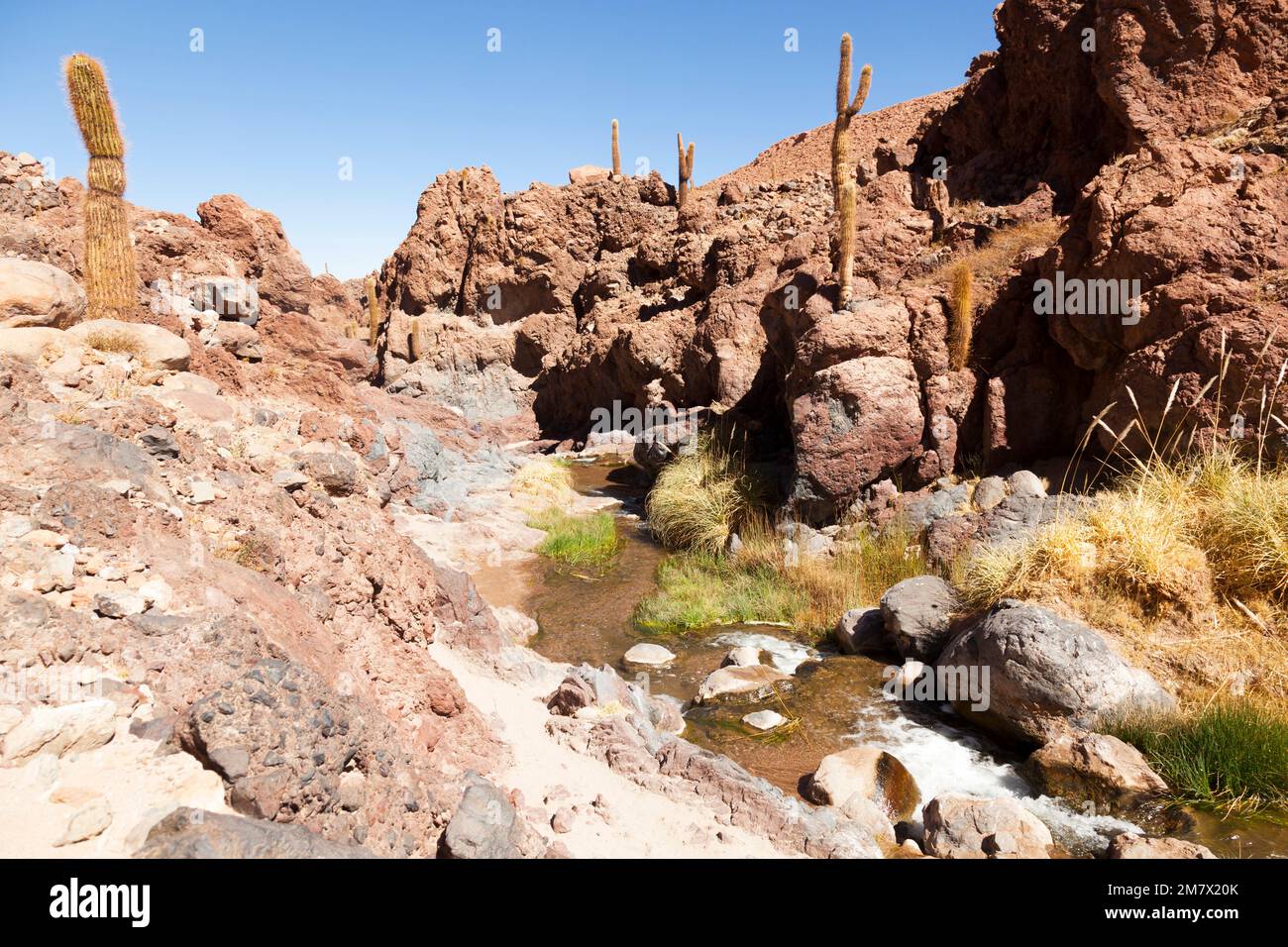 Riesenkaktus in einem Tal der Atacama-Wüste Stockfoto