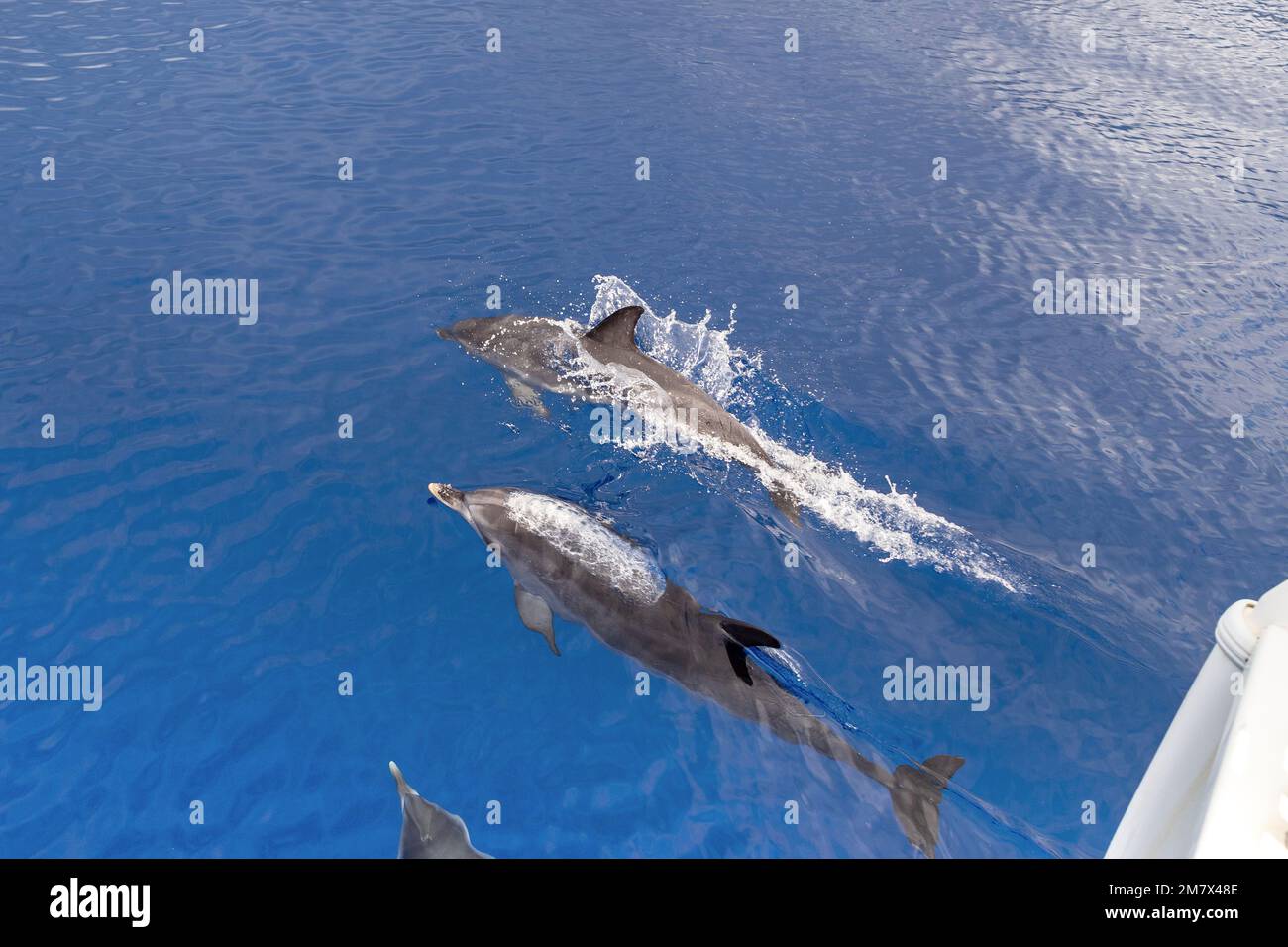 Dies ist eine Gruppe von Delfinen, die das Schiff in der Nähe der Meerwasseroberfläche begleiten. Stockfoto
