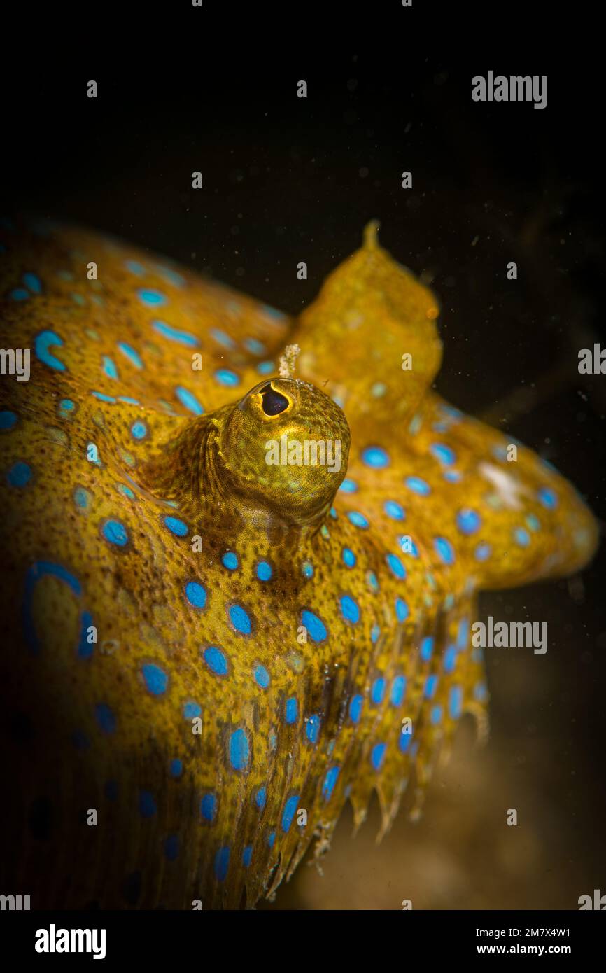 Die Farben einer Pfauenflunder (Bothus lunatus) auf dem Riff vor der niederländischen Karibikinsel Sint Maarten Stockfoto