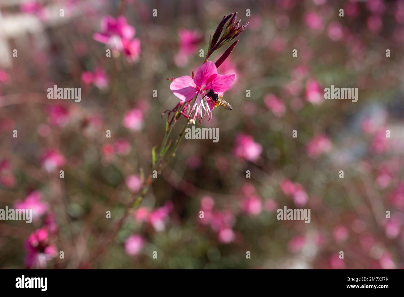 Zarte rosa Blüten von Lindheimers Beeblossom oder Schmetterling Gaura Stockfoto