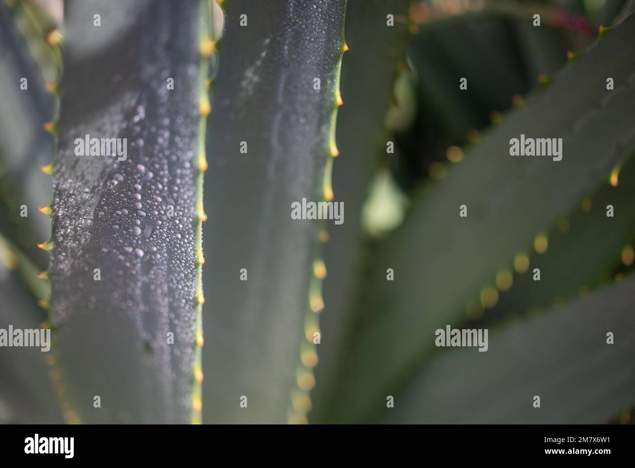 Aloe Vera verlässt die Nahaufnahme. Regen tropft auf das sonnenbeleuchtete Laub Stockfoto