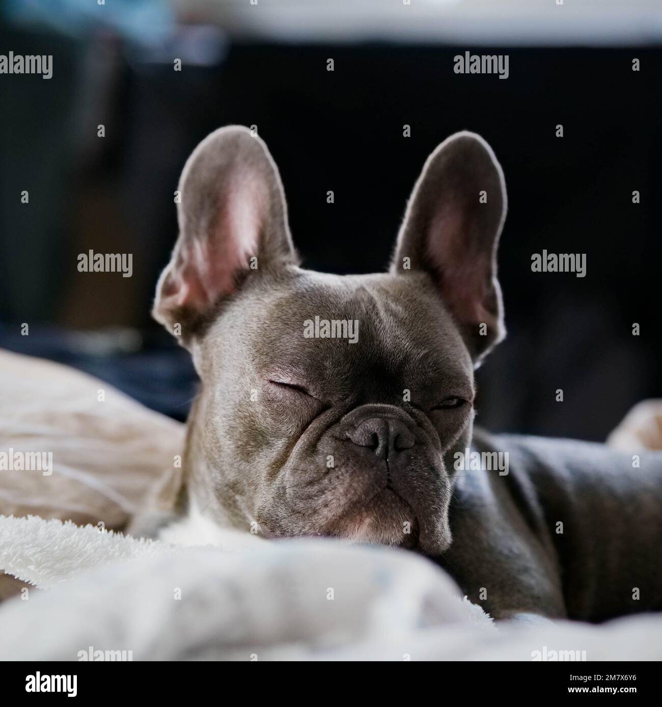Eine graue französische Bulldogge liegt auf dem Bett Stockfoto