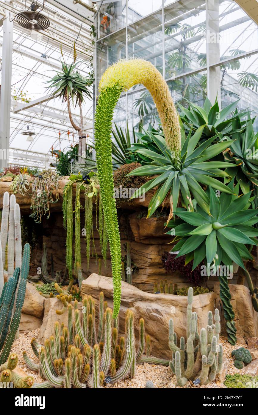Agave attenuata (Schwanenhals oder Fuchsschwanz-Agar) ist in Westmexiko heimisch und Kakteen im Glasshouse im RHS Garden, Wisley, Surrey, England Stockfoto