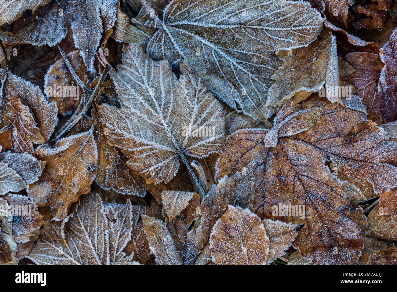 Frost auf toten Blättern. Stockfoto