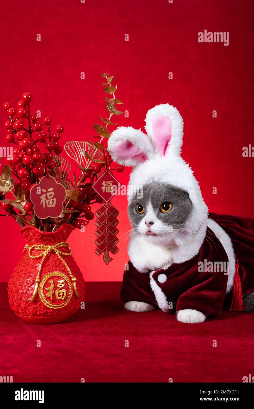 Eine süße Katze trägt einen Hut mit Kaninchenohren und einer Topfpflanze zum chinesischen Neujahr bei vertikaler Komposition Übersetzung des Chinesen ist Glück kein Logo tr Stockfoto