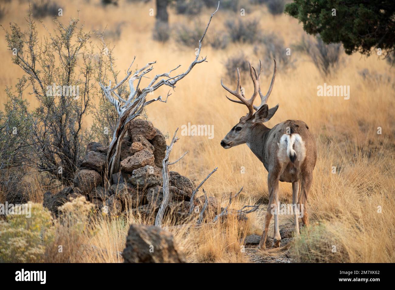 USA, Oregon, Bend, Rancho Las Hierbas, Maultierhirsch, Stockfoto