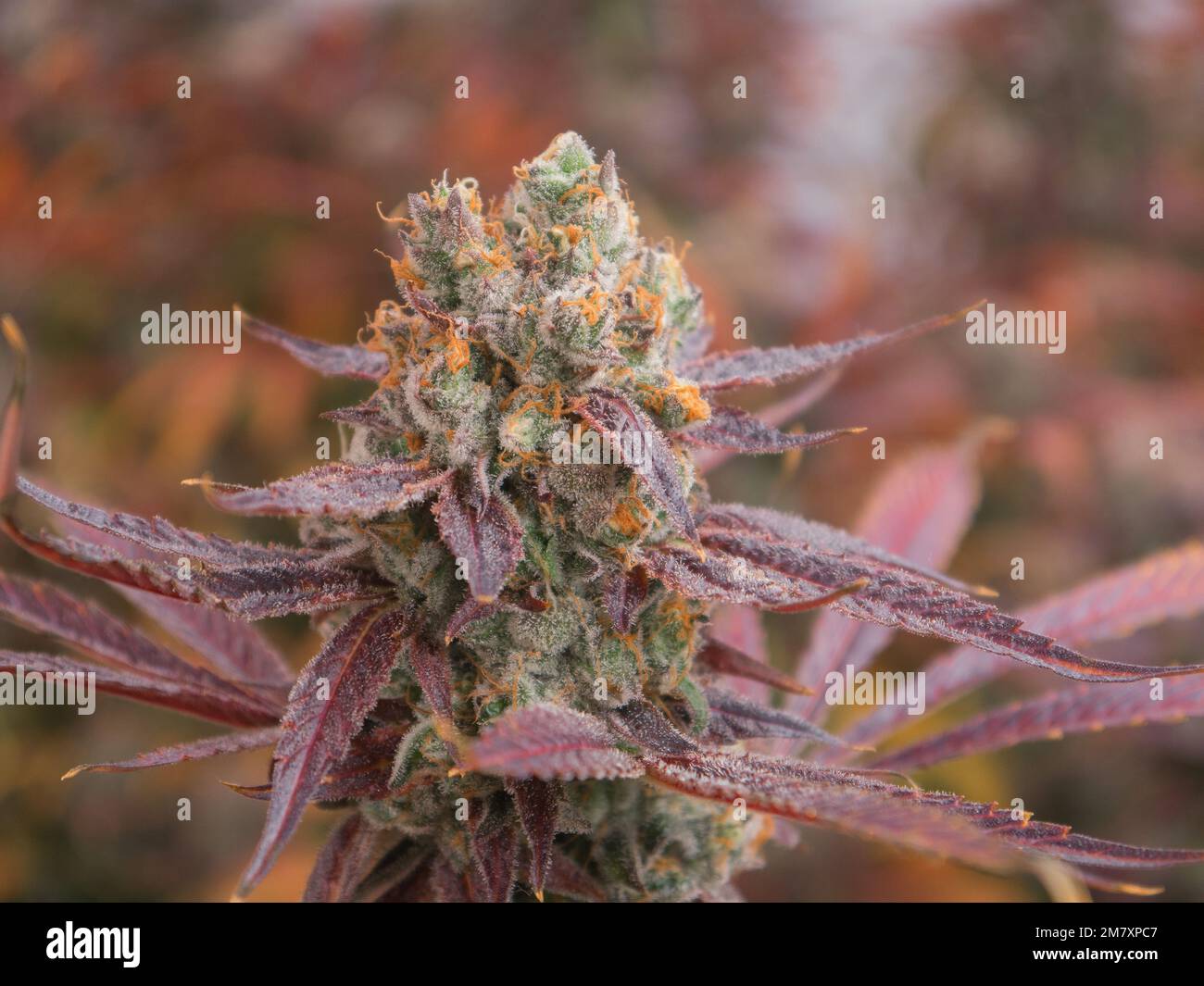 Lebendige, farbenfrohe, blühende Marihuana-Pflanze unter Innenbeleuchtung Stockfoto