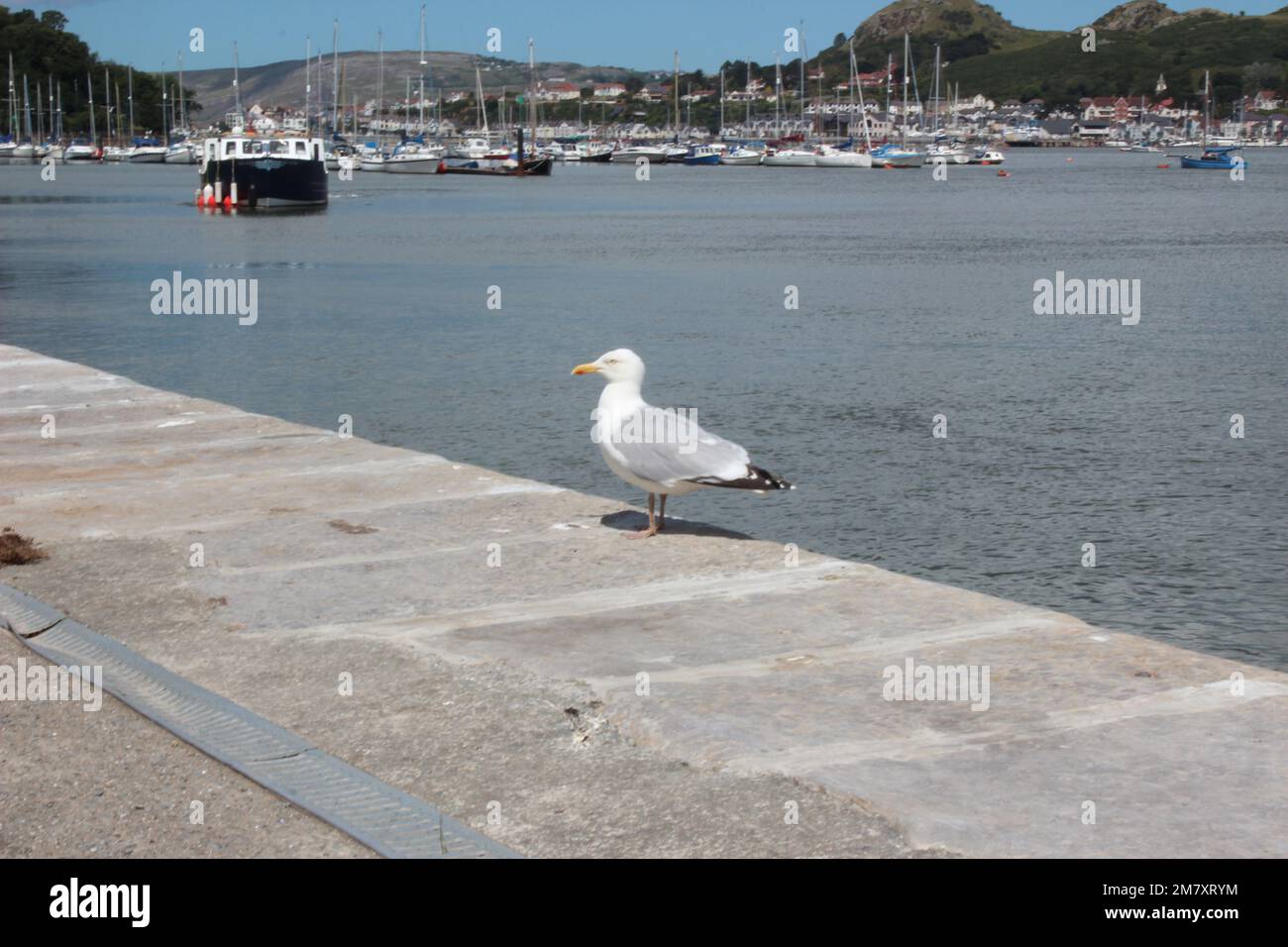 Conwy ist eine ummauerte Marktstadt und Gemeinde an der Küste von Nordwales Stockfoto