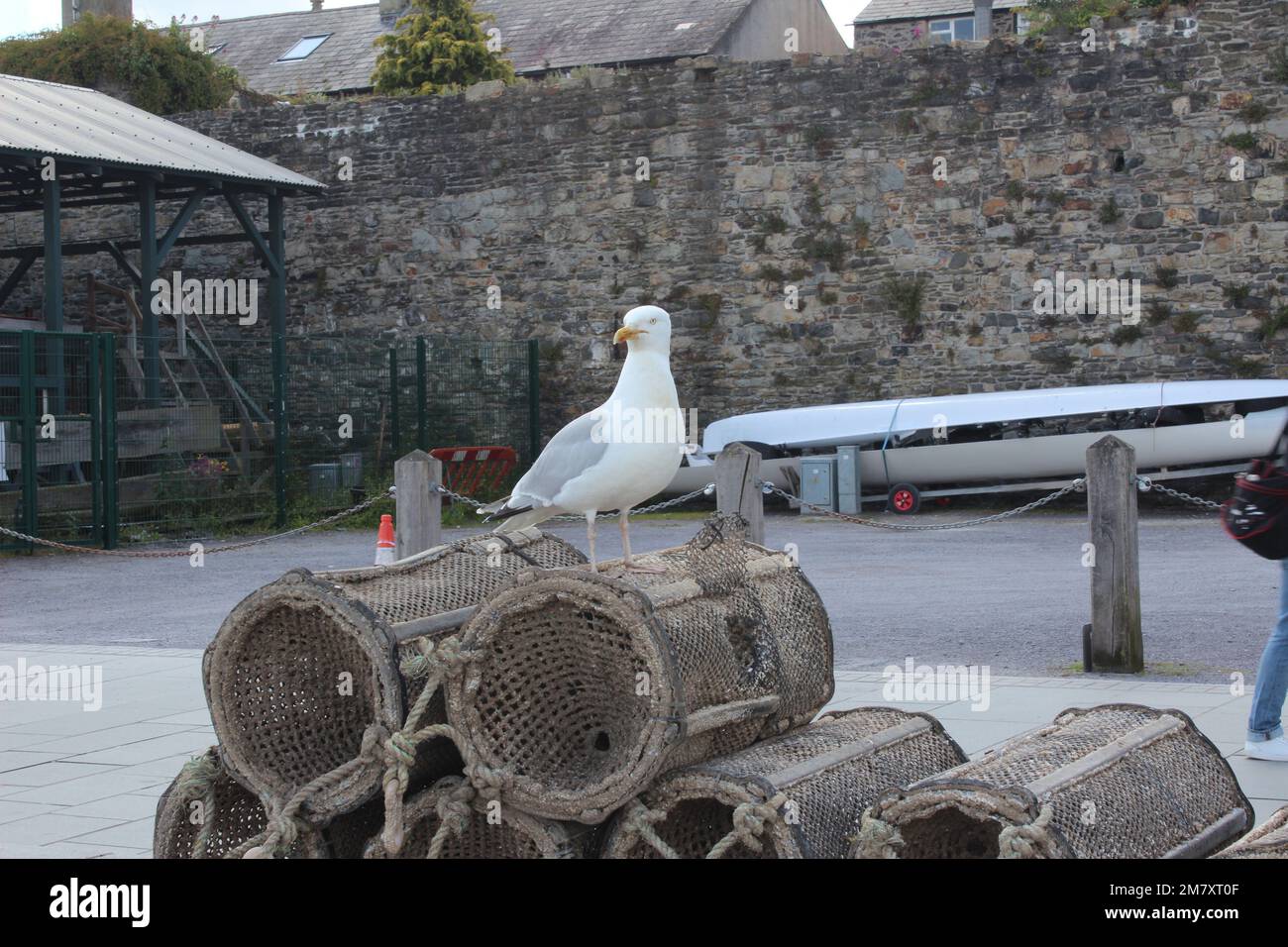 Conwy ist eine ummauerte Marktstadt und Gemeinde an der Küste von Nordwales Stockfoto