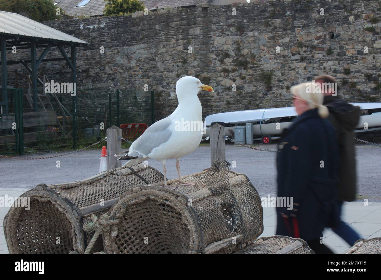 Conwy ist eine ummauerte Marktstadt und Gemeinde an der Küste von Nordwales Stockfoto